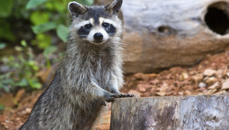 Animal Habitat Lessons For Kindergarten Sciencing